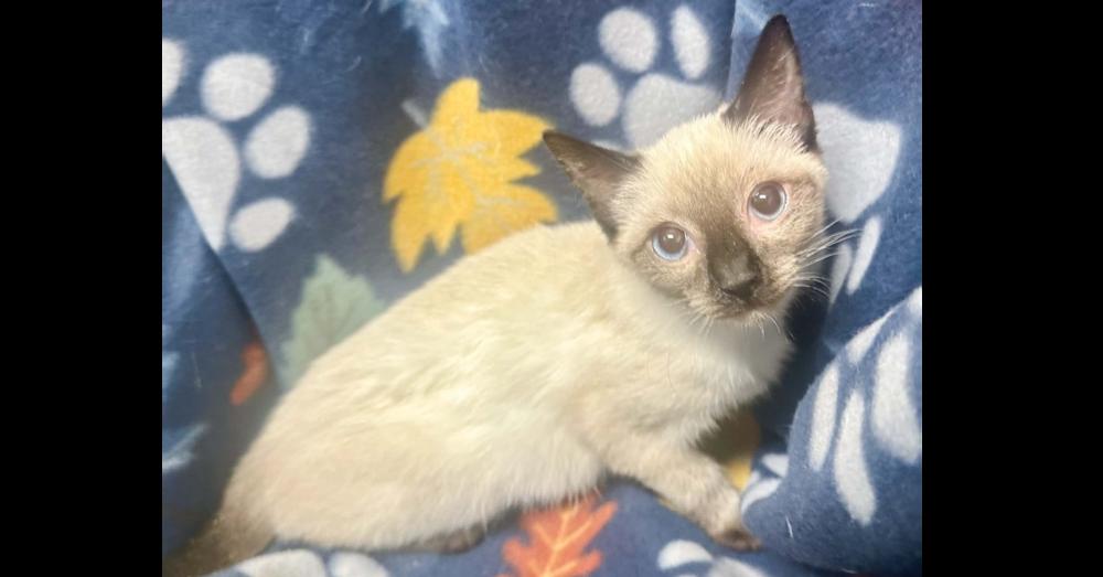 Cheyenne, Adoptable, Kitten Female Domestic Short Hair.
