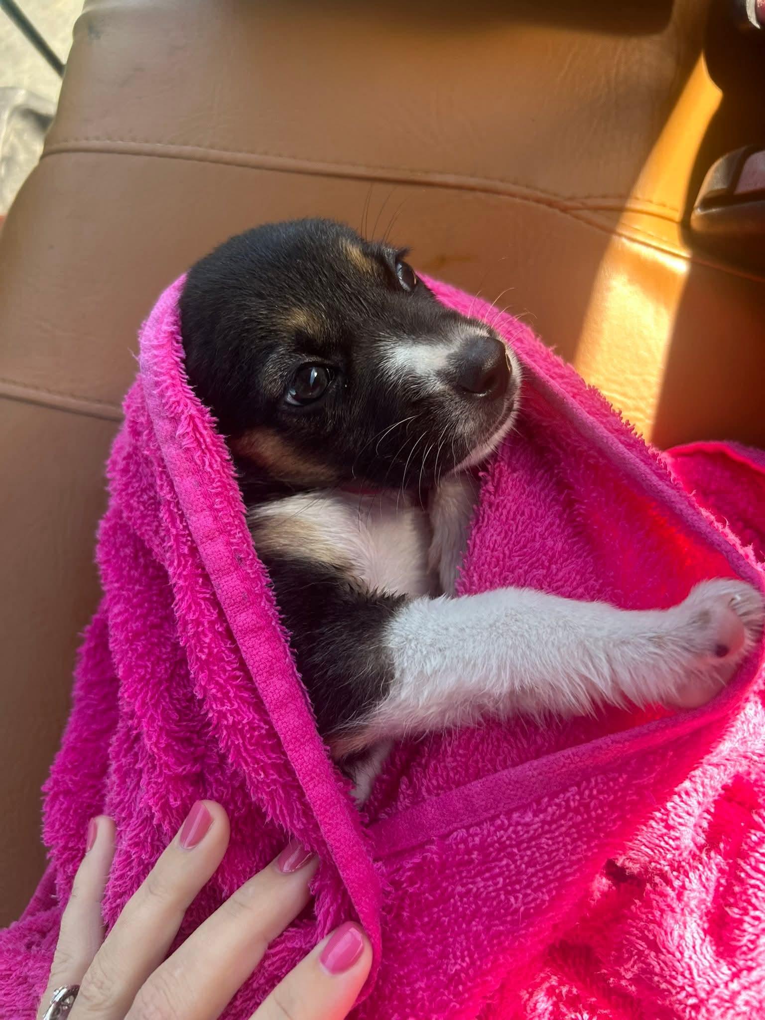 Pink Pup 4, Adoptable, Puppy Female Boxer & Black Mouth Cur.