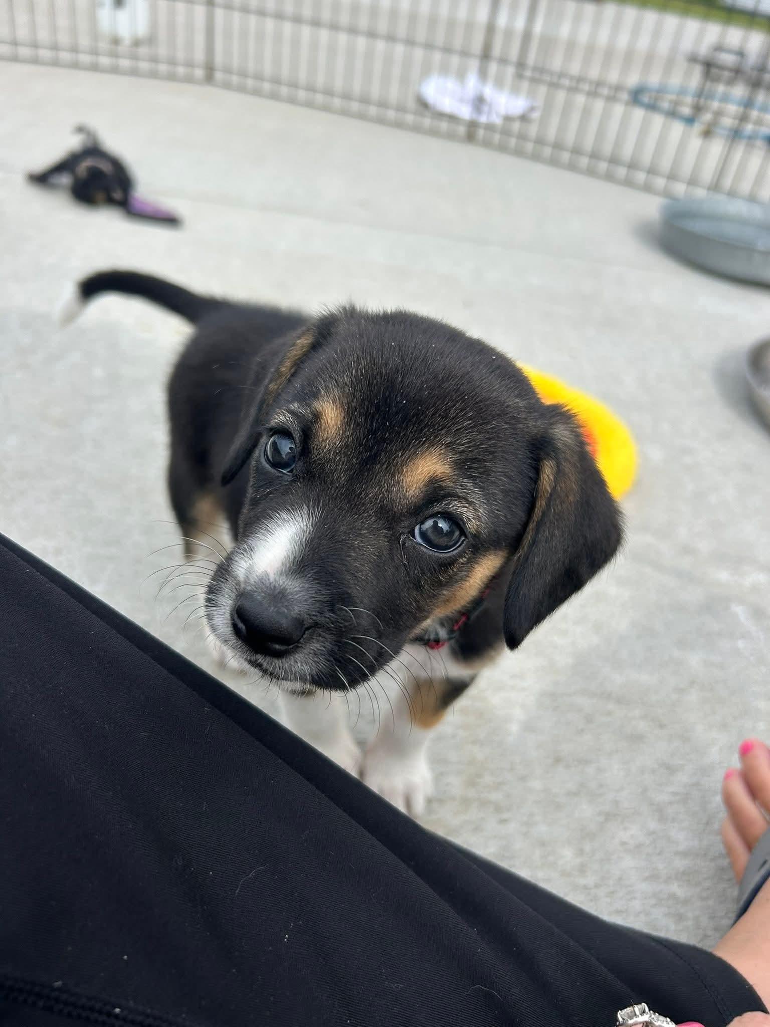 Enlarge Pink Pup 4, a Adoptable mixed breed in Mexico, MO image 2/2