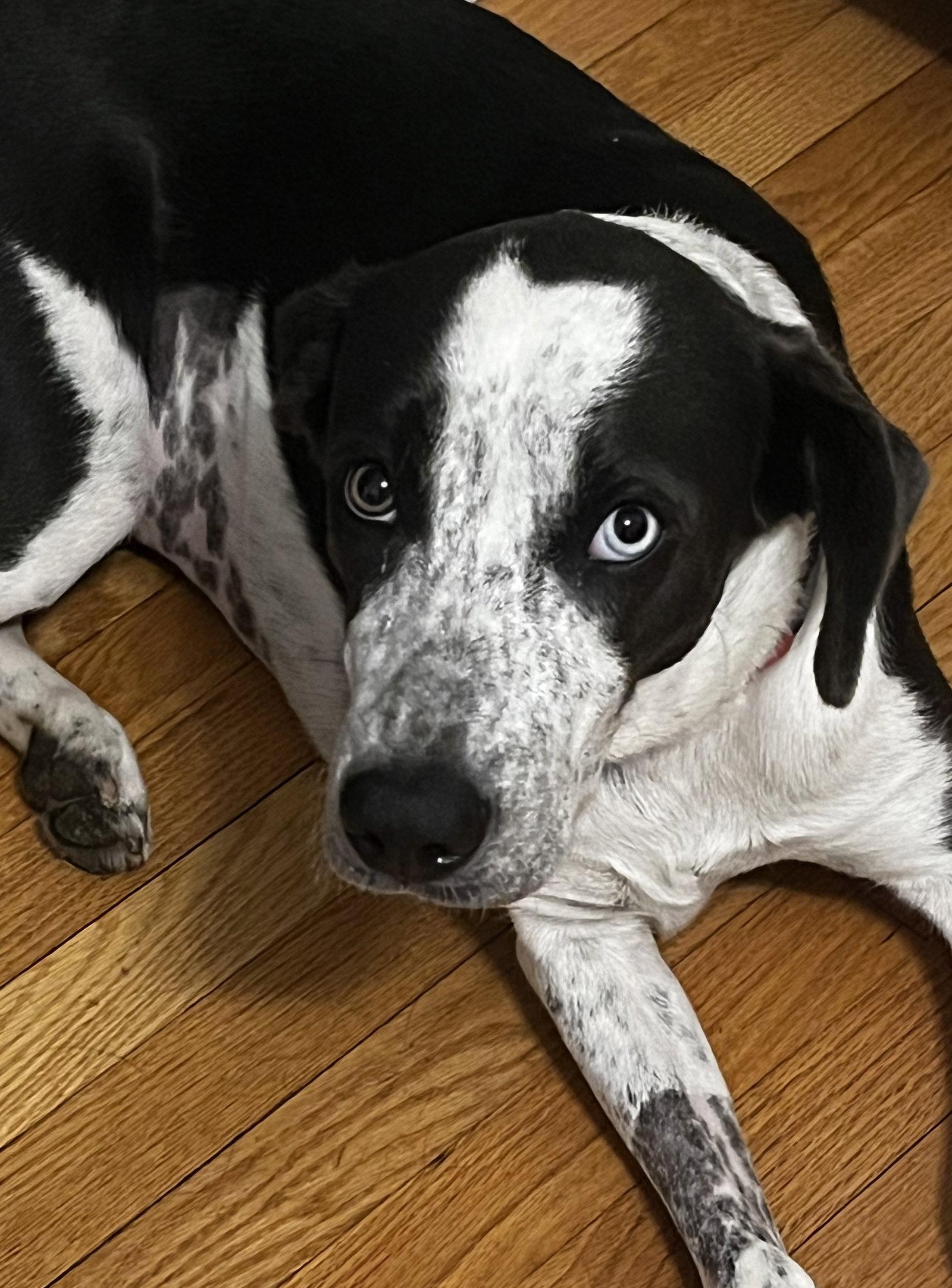 Enlarge Dewey *LOCAL*, a Adoptable mixed breed in Wakefield, RI image 2/3