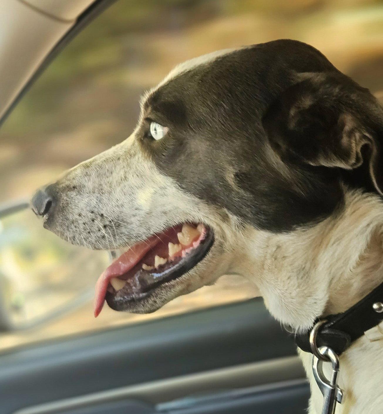 Enlarge Dewey *LOCAL*, a Adoptable mixed breed in Wakefield, RI image 3/3