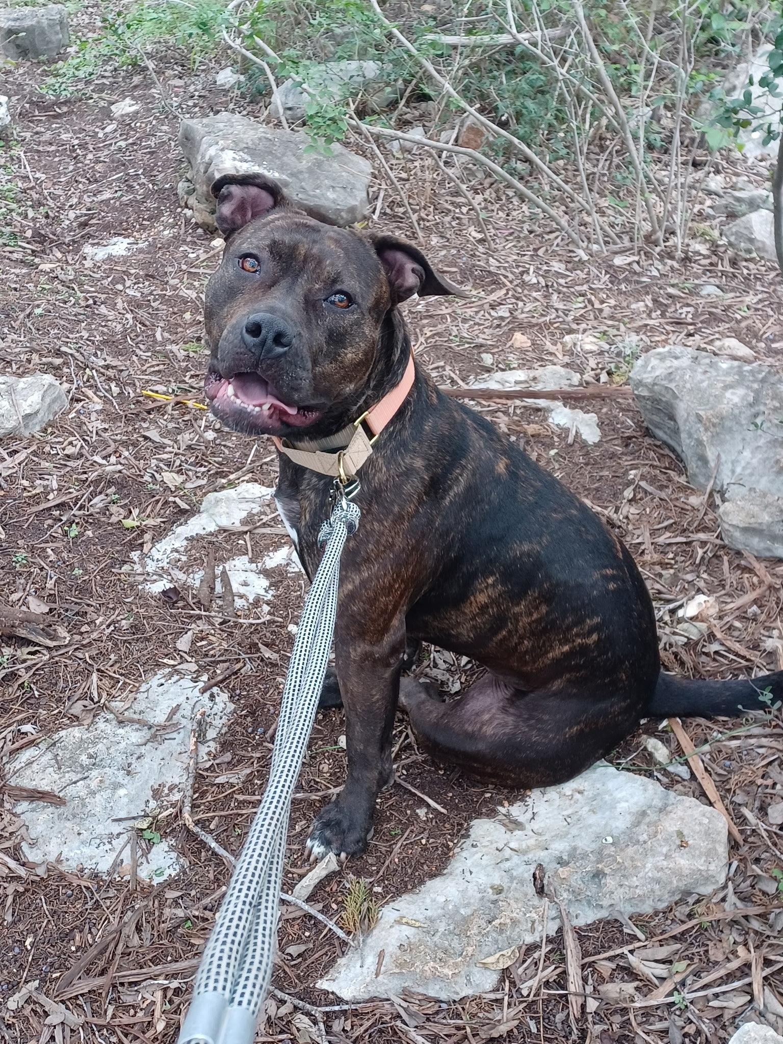 Enlarge Luna, an adoptable mixed breed in Islip Terrace, NY image 1/4