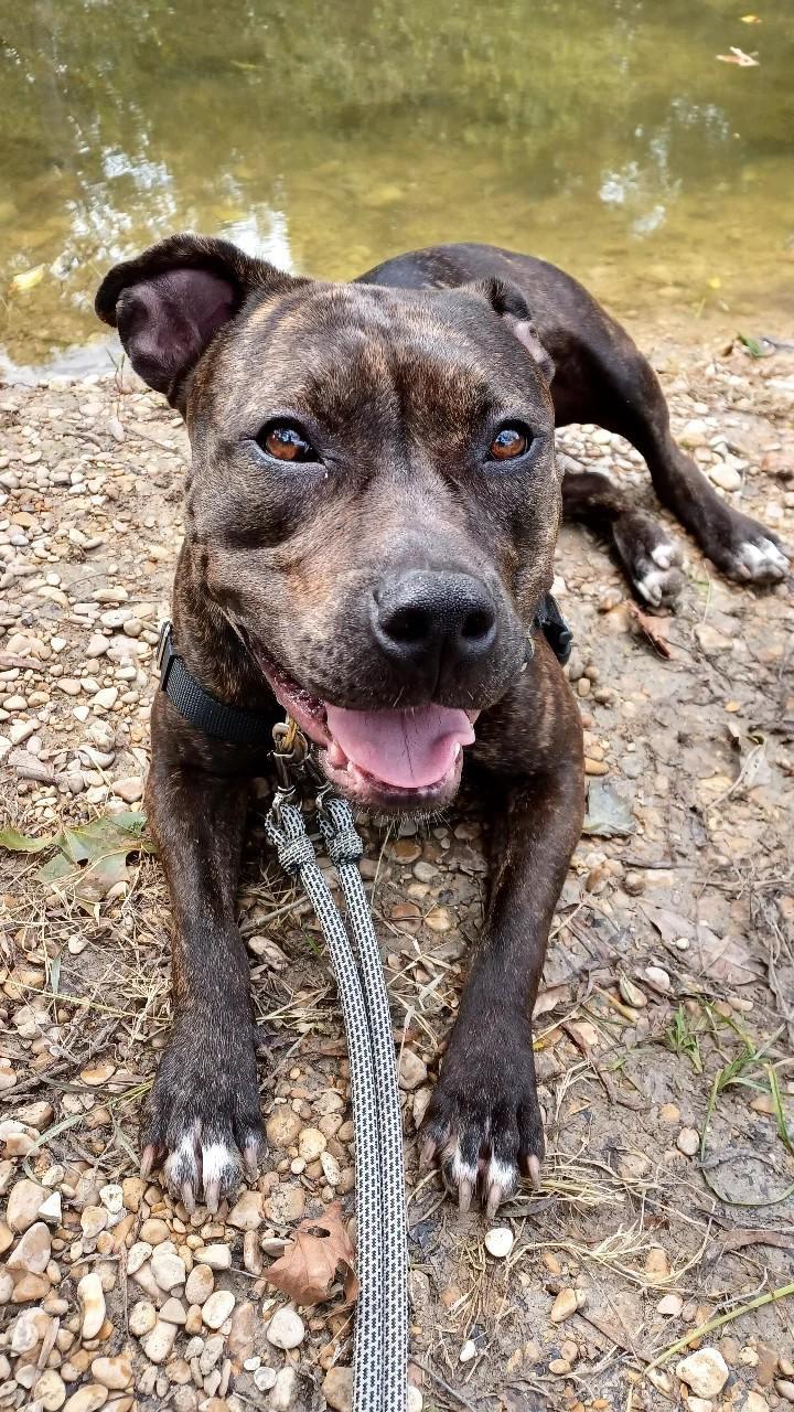 Enlarge Luna, an adoptable mixed breed in Islip Terrace, NY image 3/4