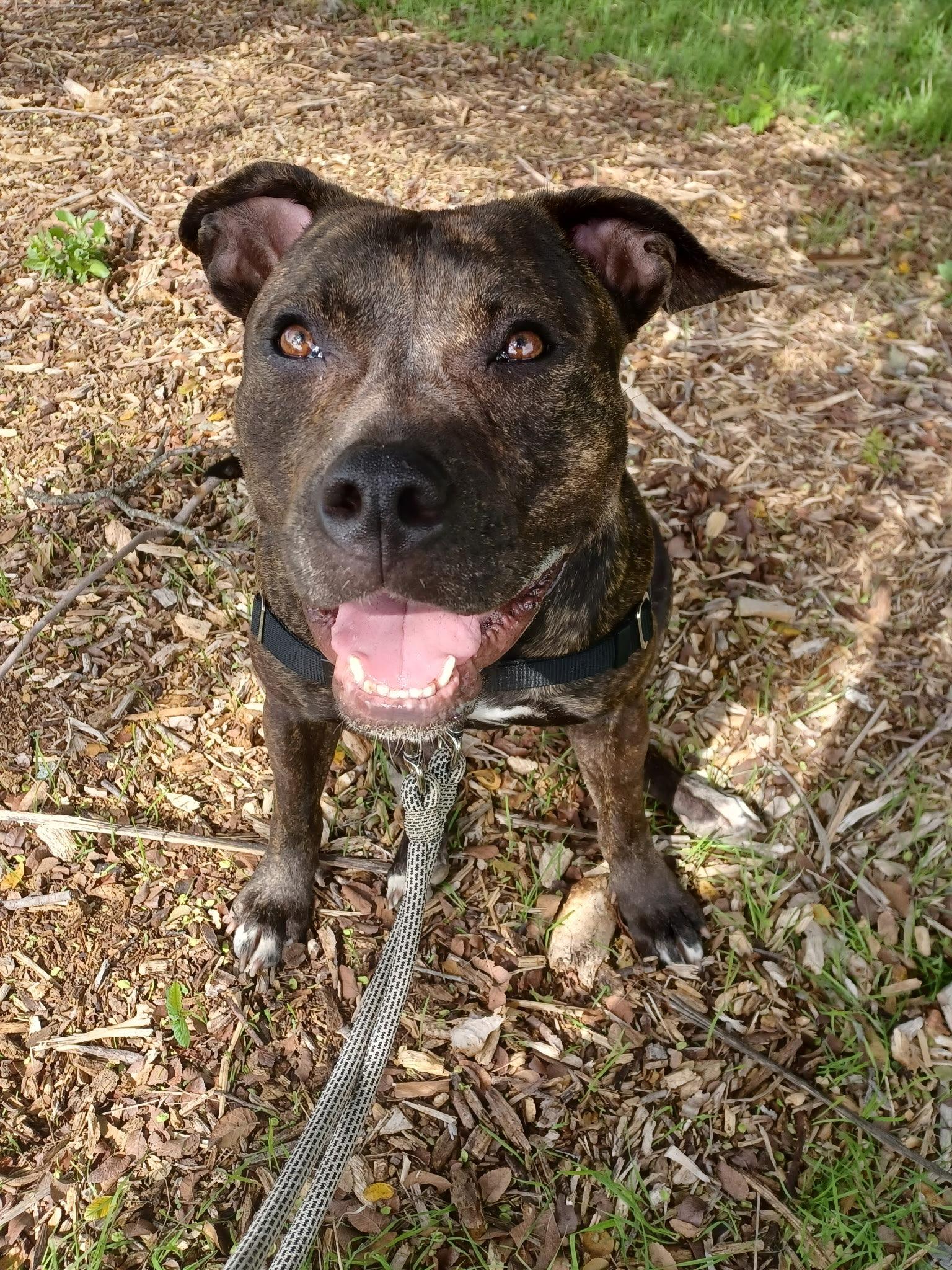 Enlarge Luna, an adoptable mixed breed in Islip Terrace, NY image 2/4