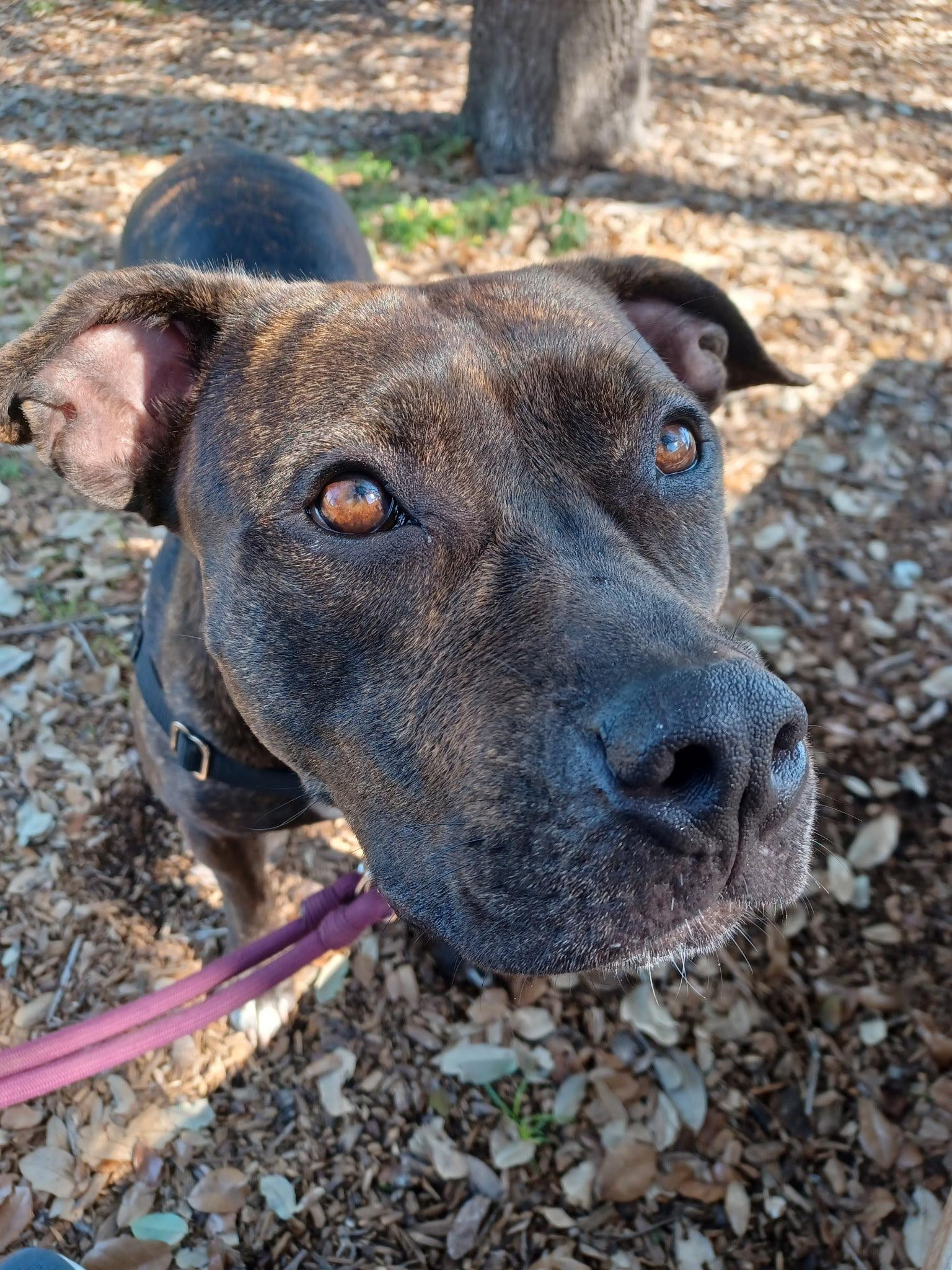 Enlarge Luna, an adoptable mixed breed in Islip Terrace, NY image 4/4
