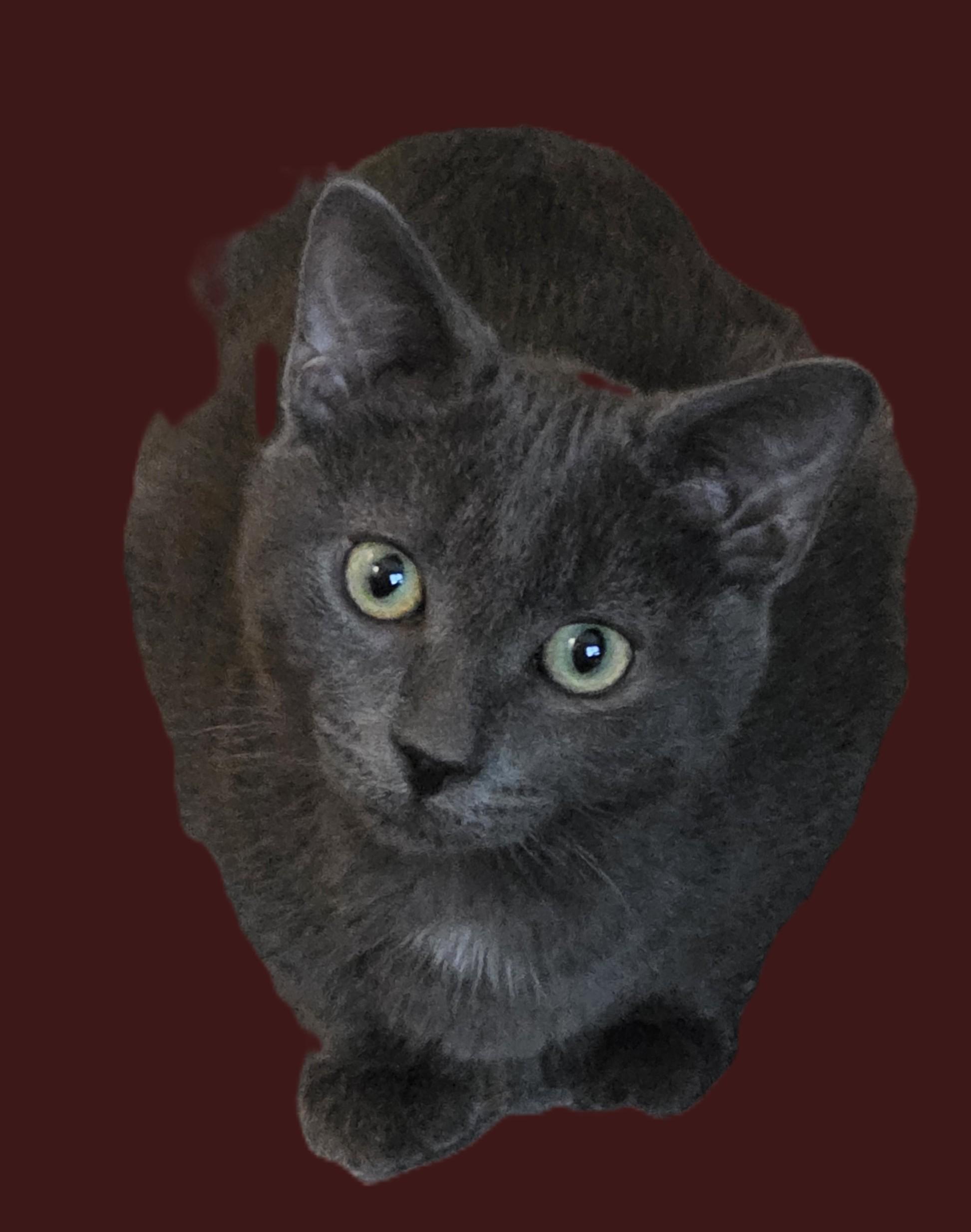 Enlarge Coco, a Adoptable Domestic Short Hair in Sterling Heights, MI image 2/2