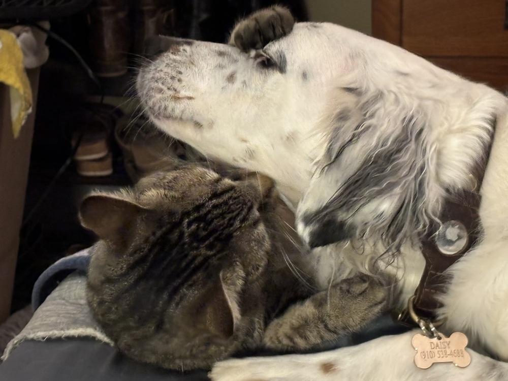 Pending Adoption - Daisy, Adoptable, Adult Female English Setter.