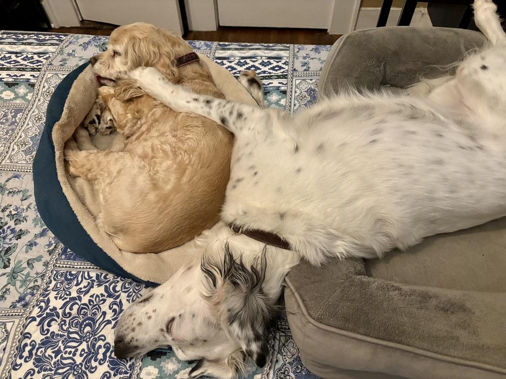 Enlarge Pending Adoption - Daisy, a Adoptable English Setter in Havertown, PA image 2/6
