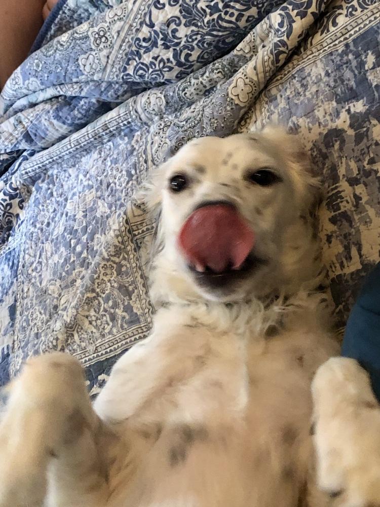 Enlarge Pending Adoption - Daisy, a Adoptable English Setter in Havertown, PA image 3/6