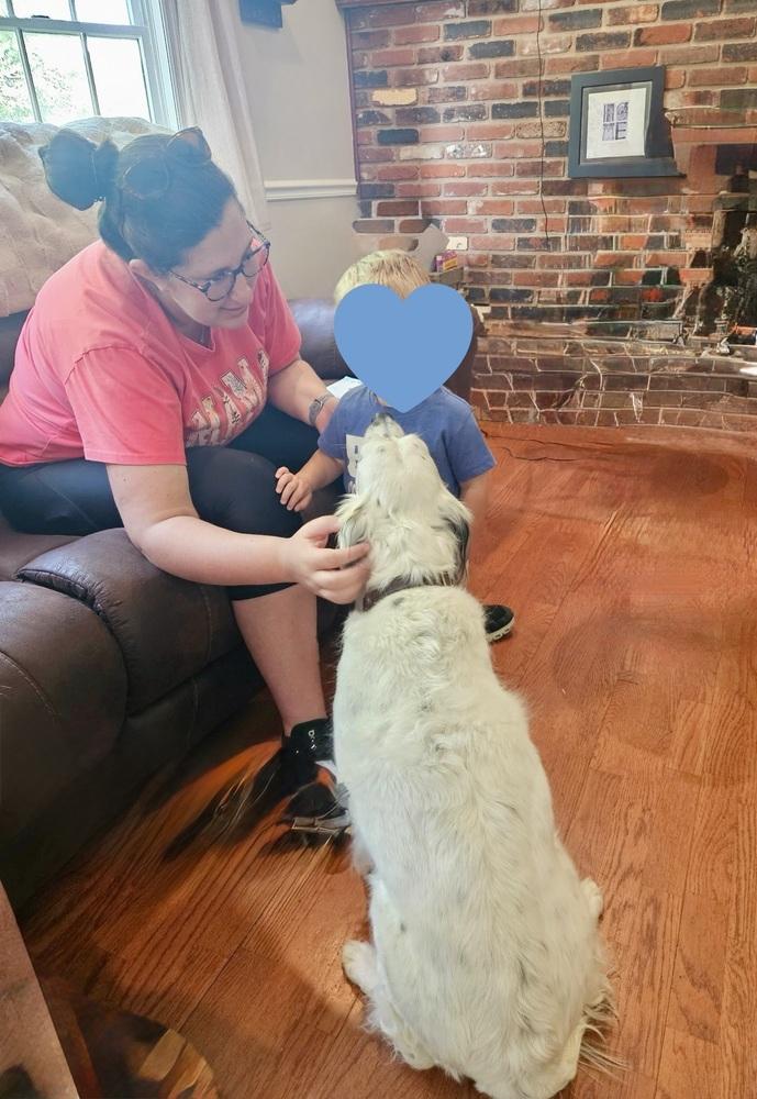 Enlarge Pending Adoption - Daisy, a Adoptable English Setter in Havertown, PA image 4/6
