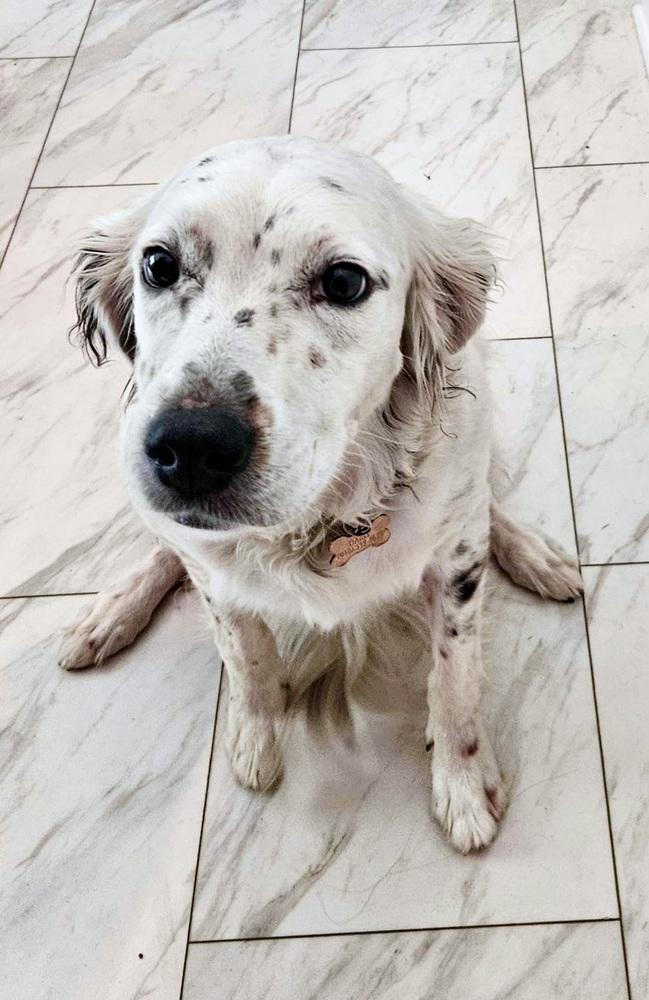 Enlarge Pending Adoption - Daisy, a Adoptable English Setter in Havertown, PA image 5/6