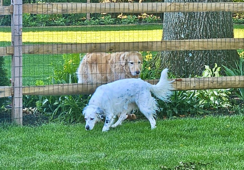 Enlarge Pending Adoption - Daisy, a Adoptable English Setter in Havertown, PA image 6/6