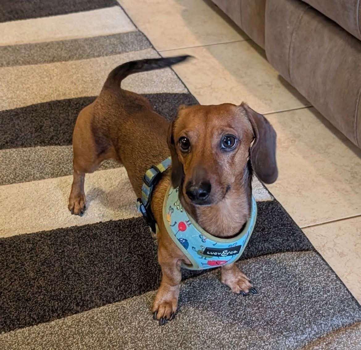 Peanut, a ADOPTABLE Miniature Dachshund in Chickasha, OK image 1/2