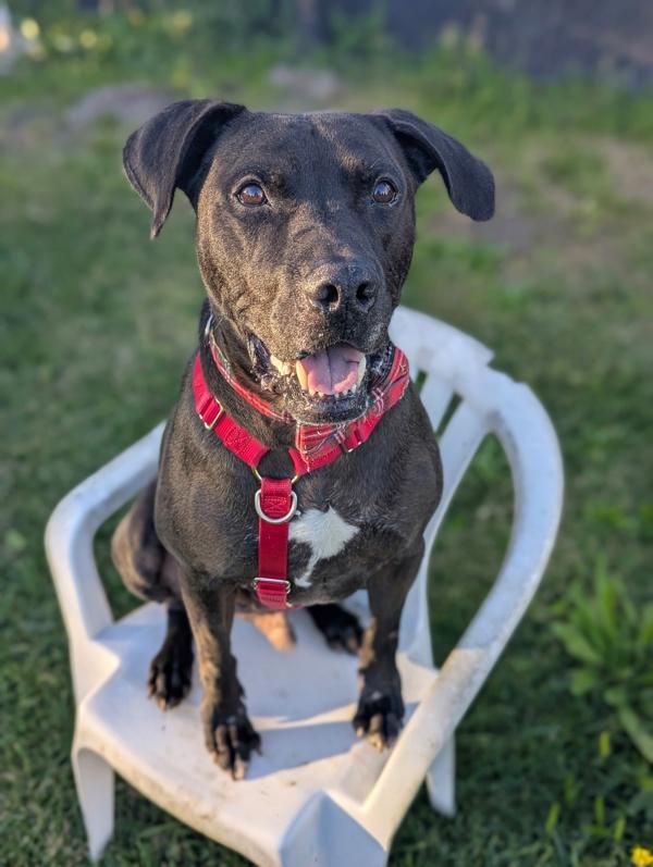 Enlarge Ketchup, a Adoptable mixed breed in Santa Rosa, CA image 1/5