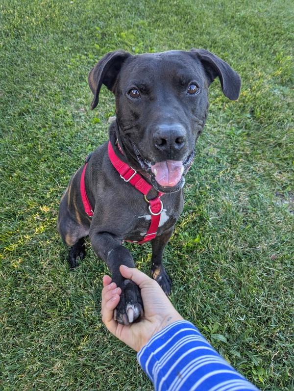 Enlarge Ketchup, a Adoptable mixed breed in Santa Rosa, CA image 2/5