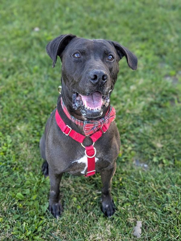 Enlarge Ketchup, a Adoptable mixed breed in Santa Rosa, CA image 3/6