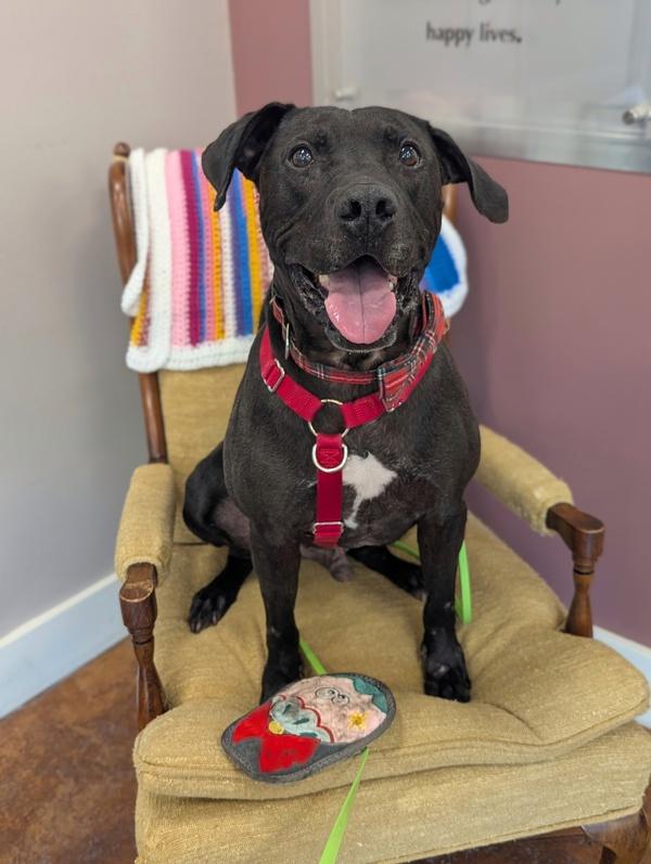 Enlarge Ketchup, a Adoptable mixed breed in Santa Rosa, CA image 3/5