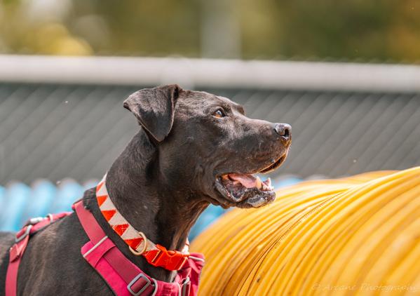 Enlarge Ketchup, a Adoptable mixed breed in Santa Rosa, CA image 6/6