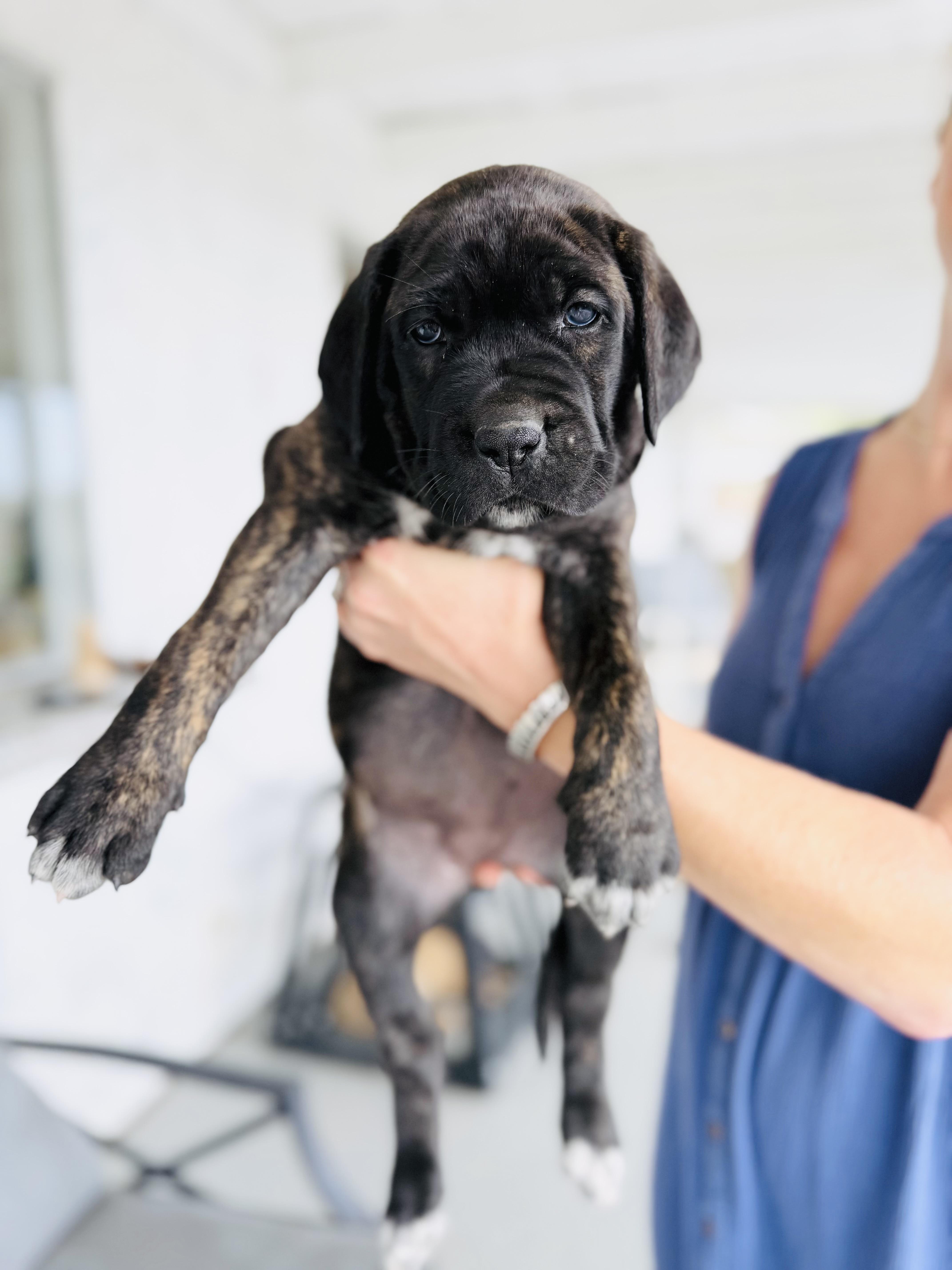 Enlarge GIGI, an adopted mixed breed in Sherman Oaks, CA image 1/2