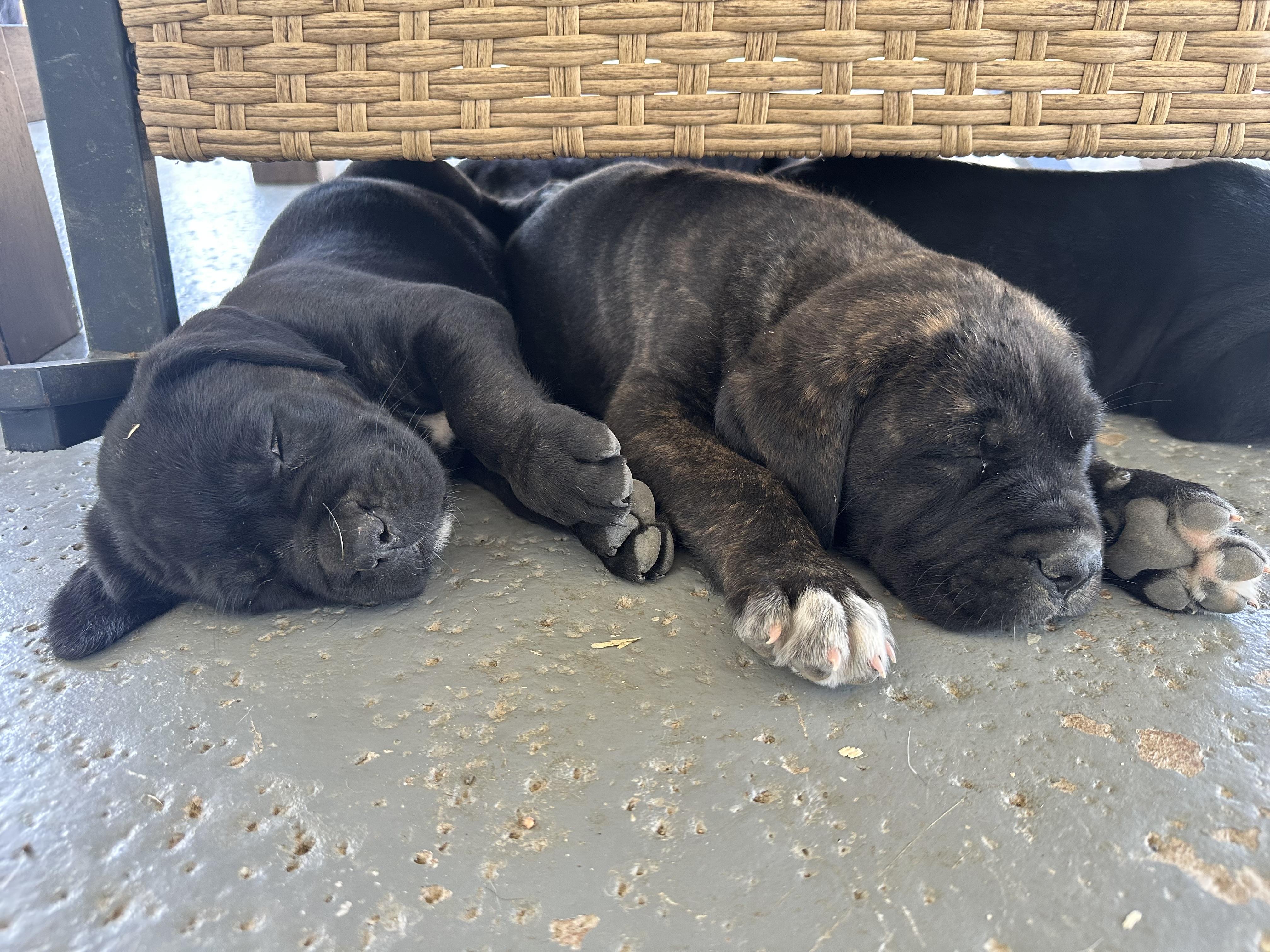 Enlarge GIGI, an adopted mixed breed in Sherman Oaks, CA image 2/2