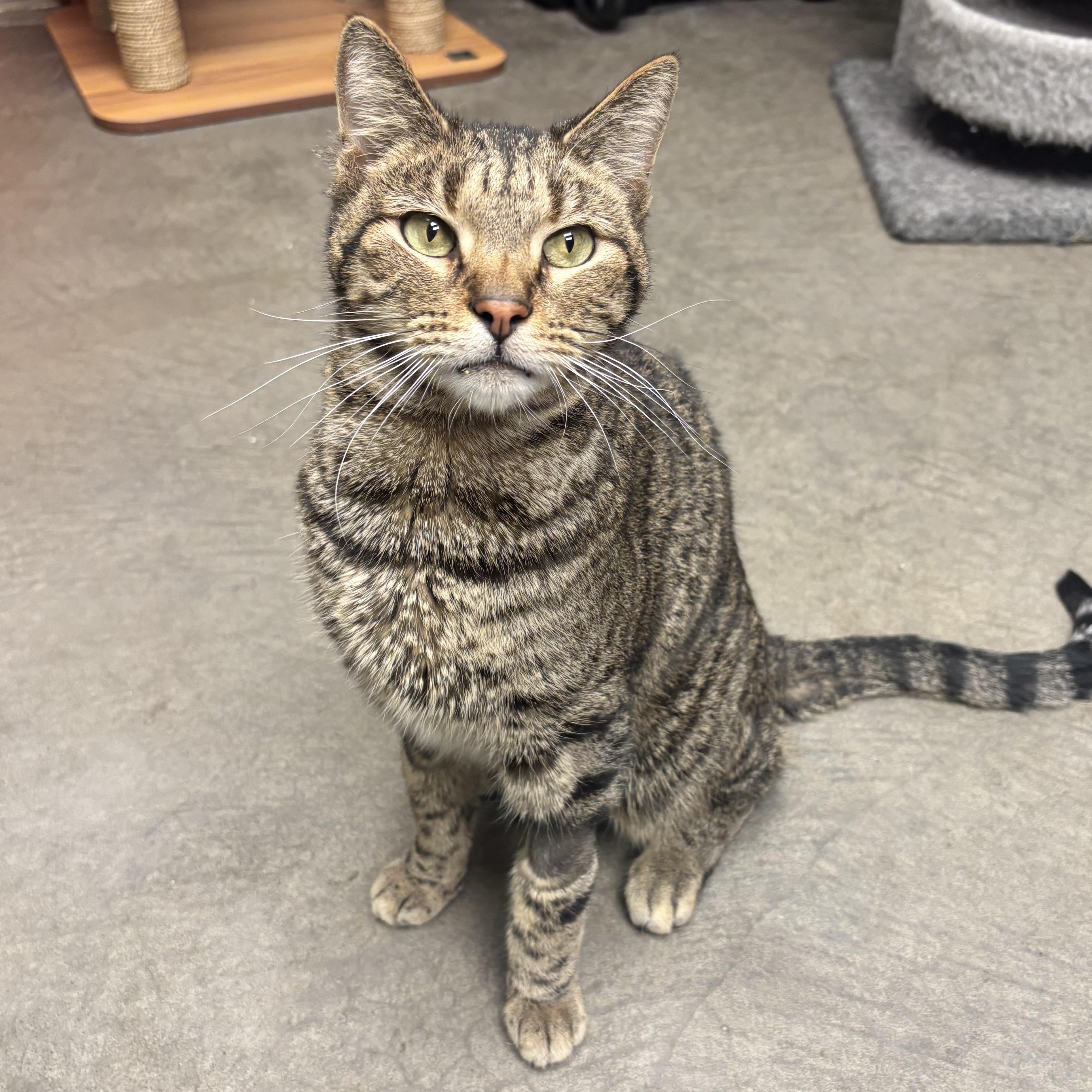 Toggle, ADOPTABLE, Adult Male Domestic Short Hair.