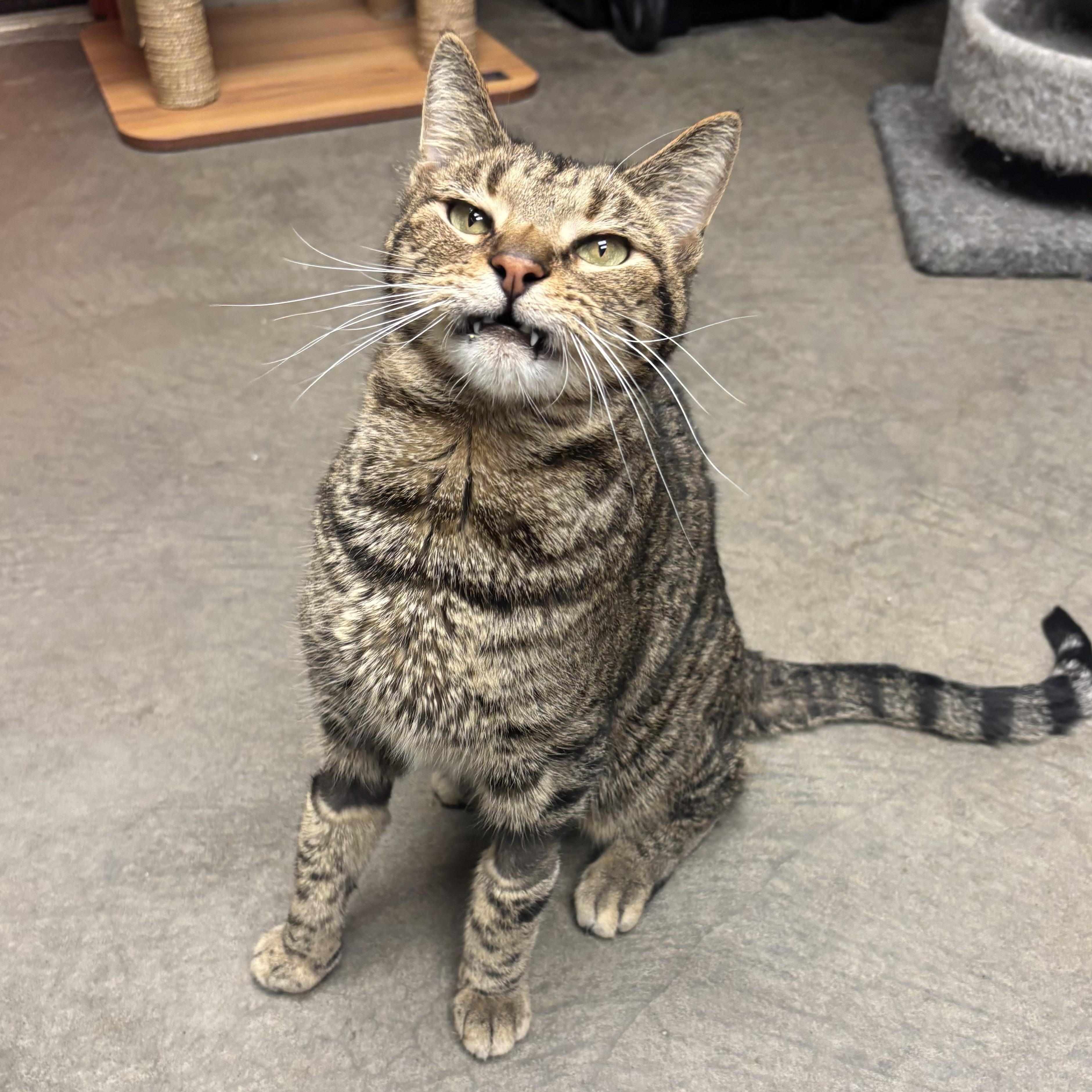 Enlarge Toggle, a ADOPTABLE Domestic Short Hair in Waynesburg, PA image 3/5
