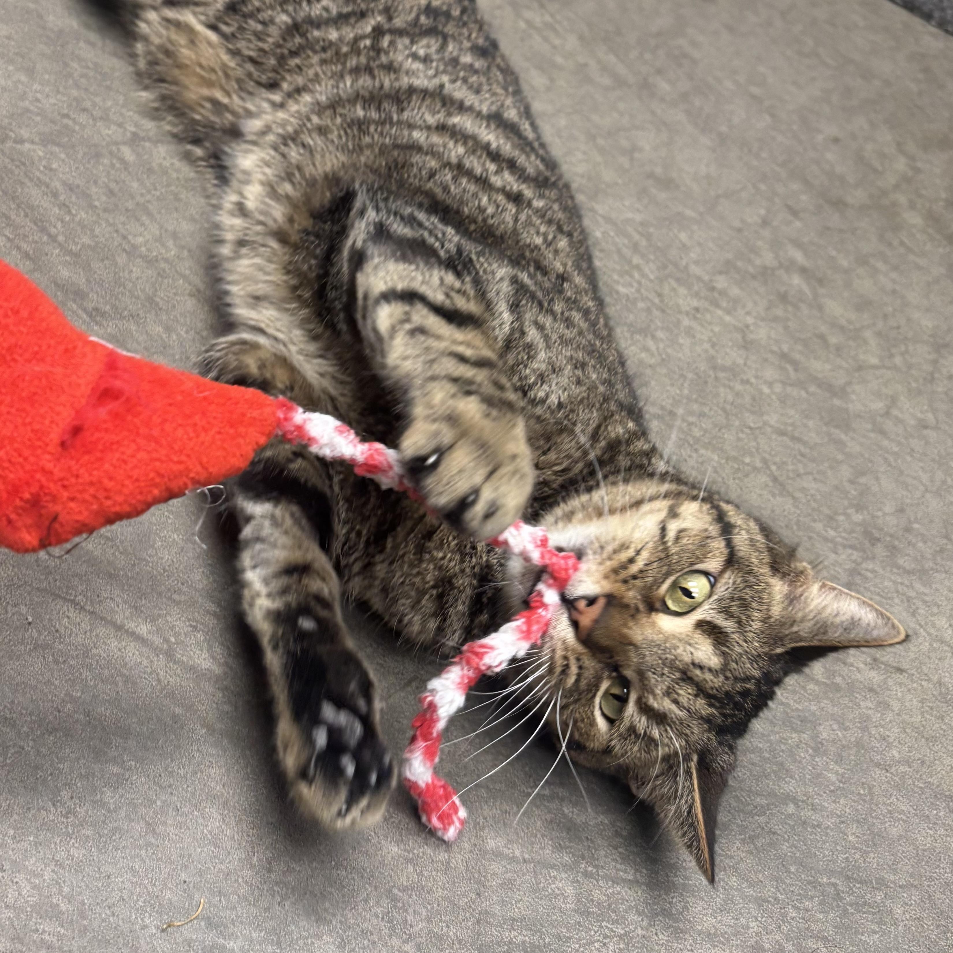 Enlarge Toggle, a ADOPTABLE Domestic Short Hair in Waynesburg, PA image 4/5