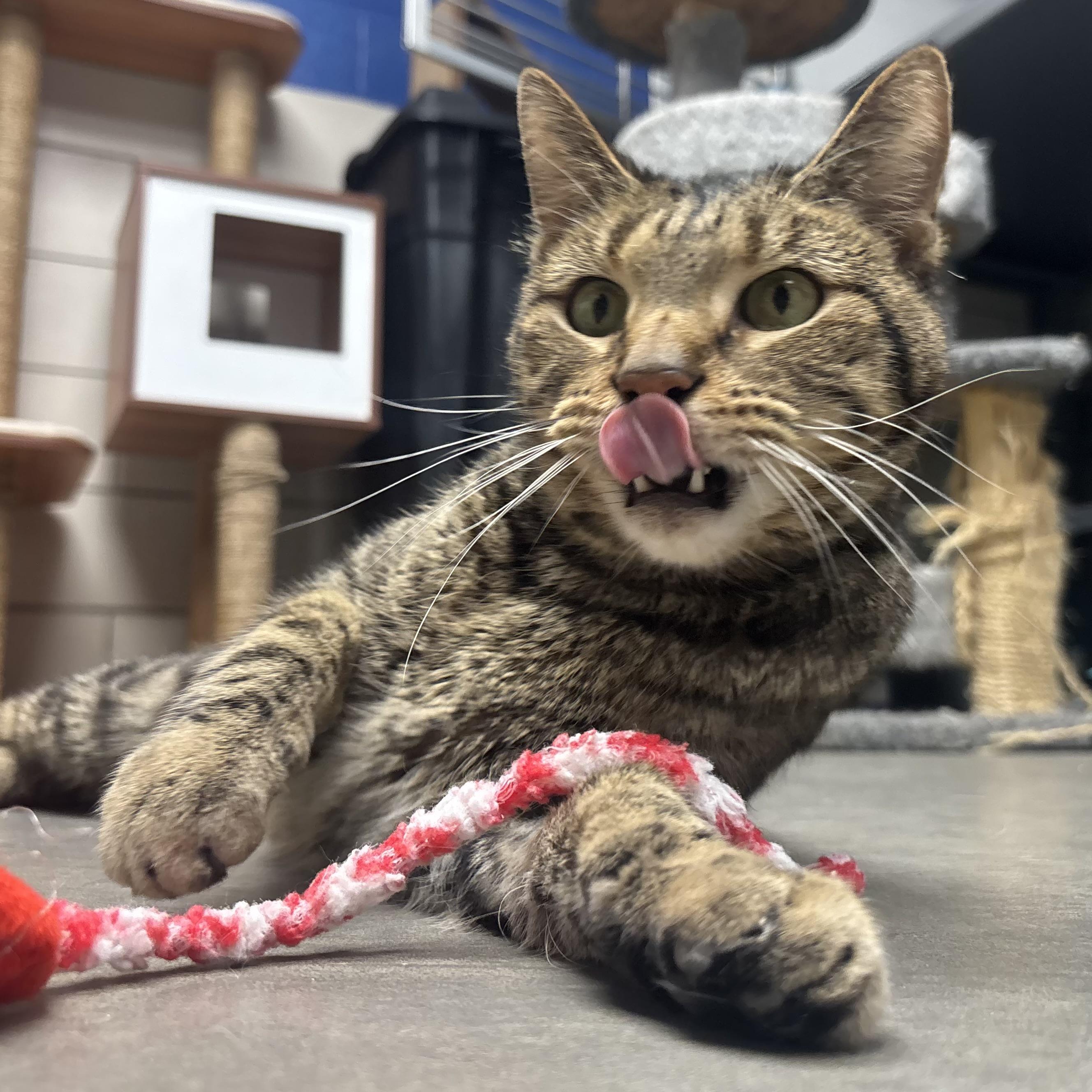 Enlarge Toggle, a ADOPTABLE Domestic Short Hair in Waynesburg, PA image 2/5