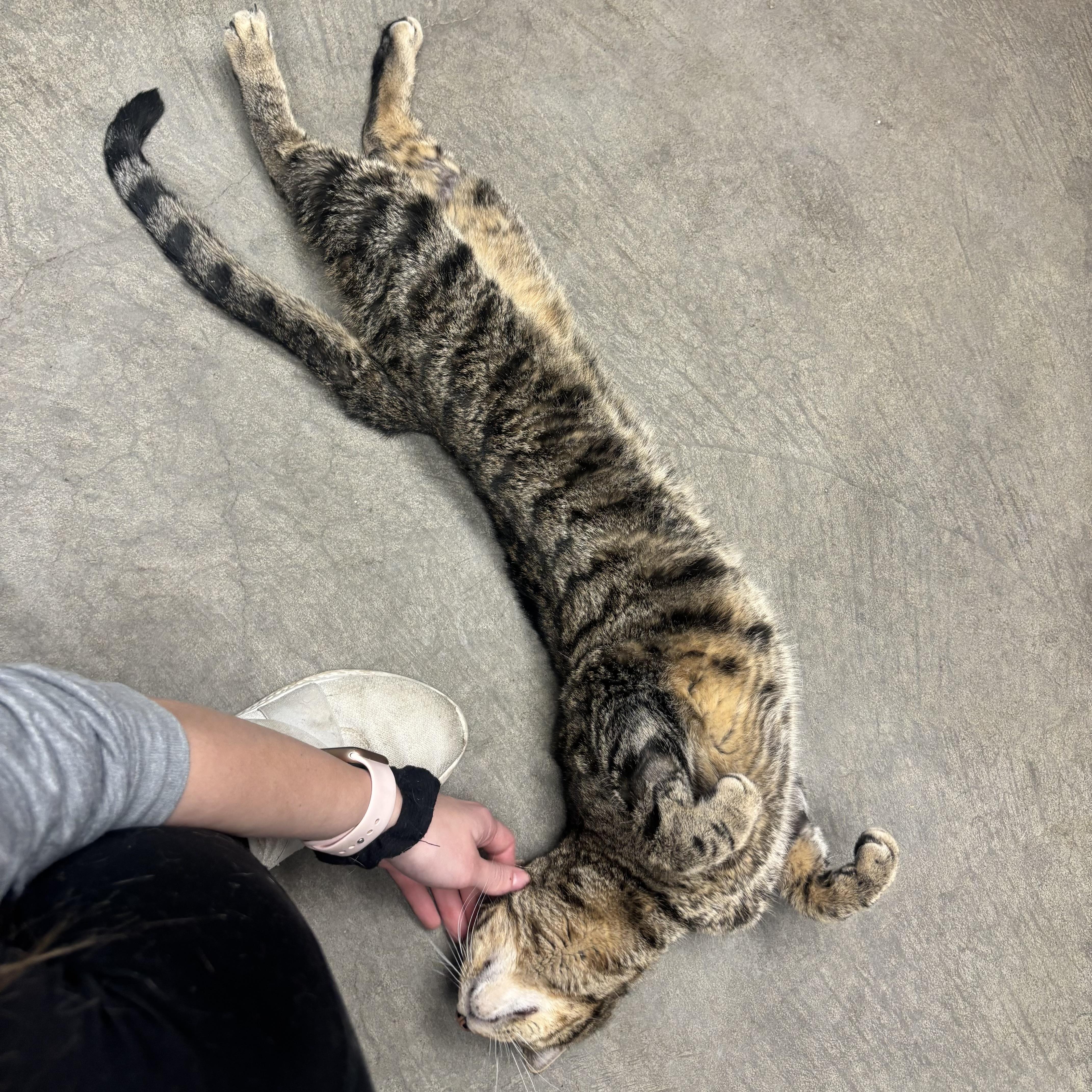 Enlarge Toggle, a ADOPTABLE Domestic Short Hair in Waynesburg, PA image 5/5