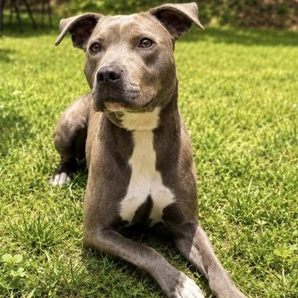 Enlarge Little Foot, a ADOPTABLE Pit Bull Terrier in Dahlonega, GA image 1/1