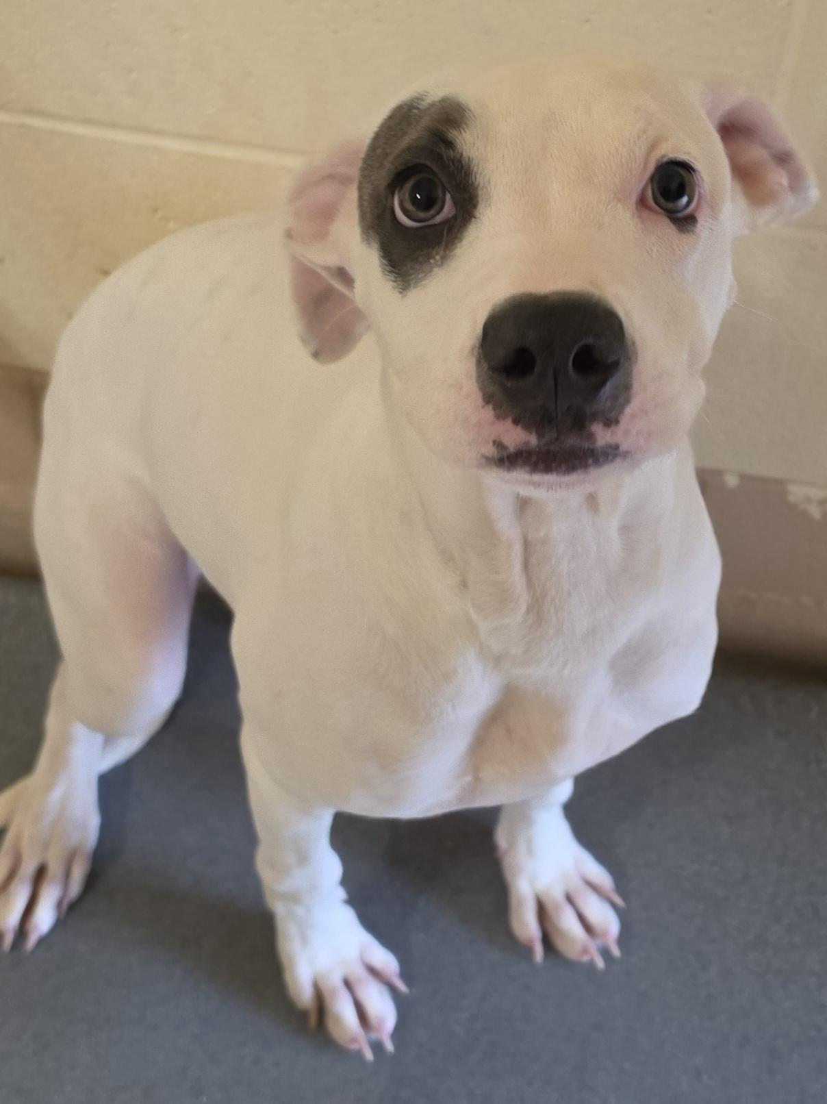 Dottie, Adoptable, Young Female Pit Bull Terrier.