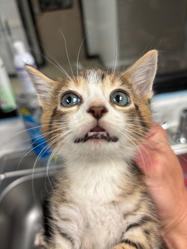 Eagle, Adoptable, Young Male Domestic Short Hair.