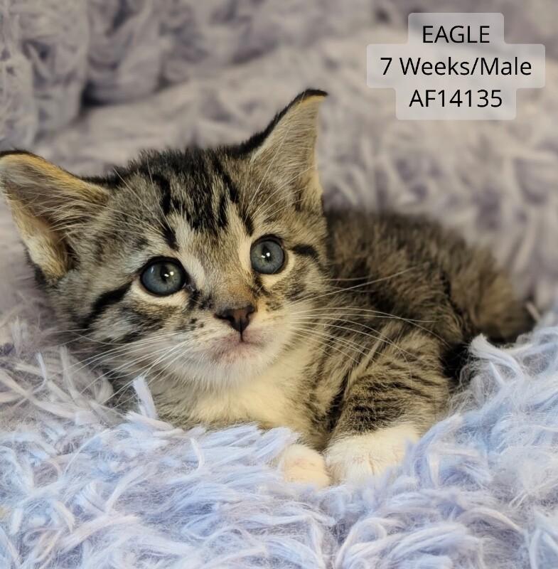 Enlarge Eagle, a Adoptable Domestic Short Hair in Supply, NC image 2/2