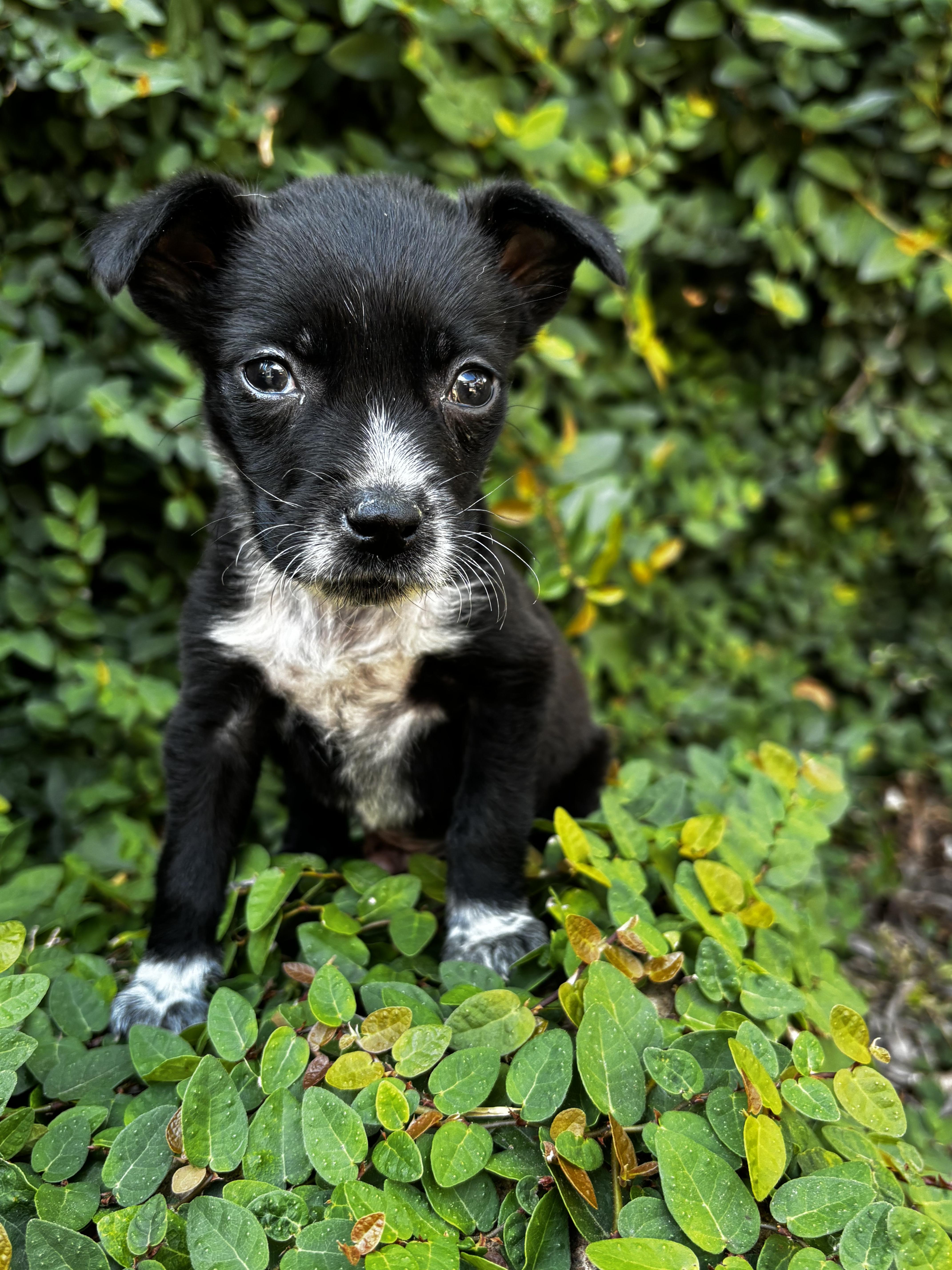 Enlarge Dodger, a ADOPTABLE mixed breed in Penryn, CA image 1/1