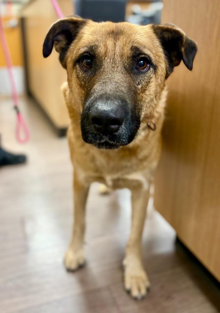 Enlarge Scout, a Adoptable mixed breed in Gillette, WY image 1/1