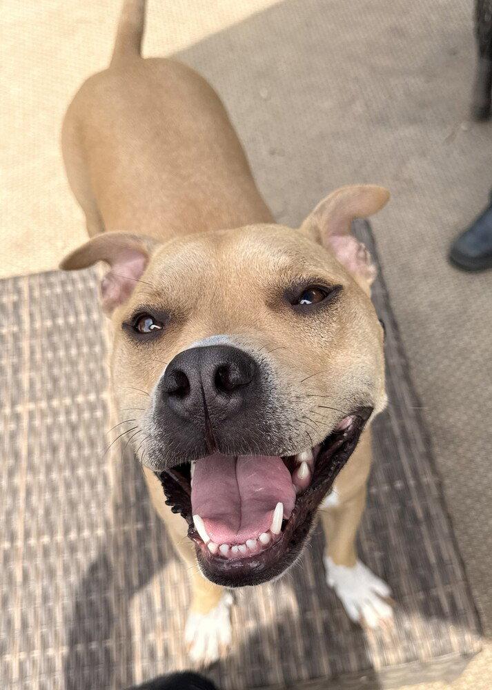 Enlarge Doc Watson, a Adoptable Terrier in Candler, NC image 1/3