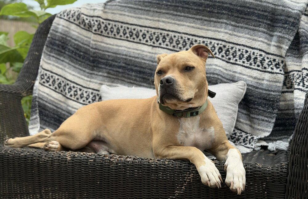 Enlarge Doc Watson, a Adoptable Terrier in Candler, NC image 3/3