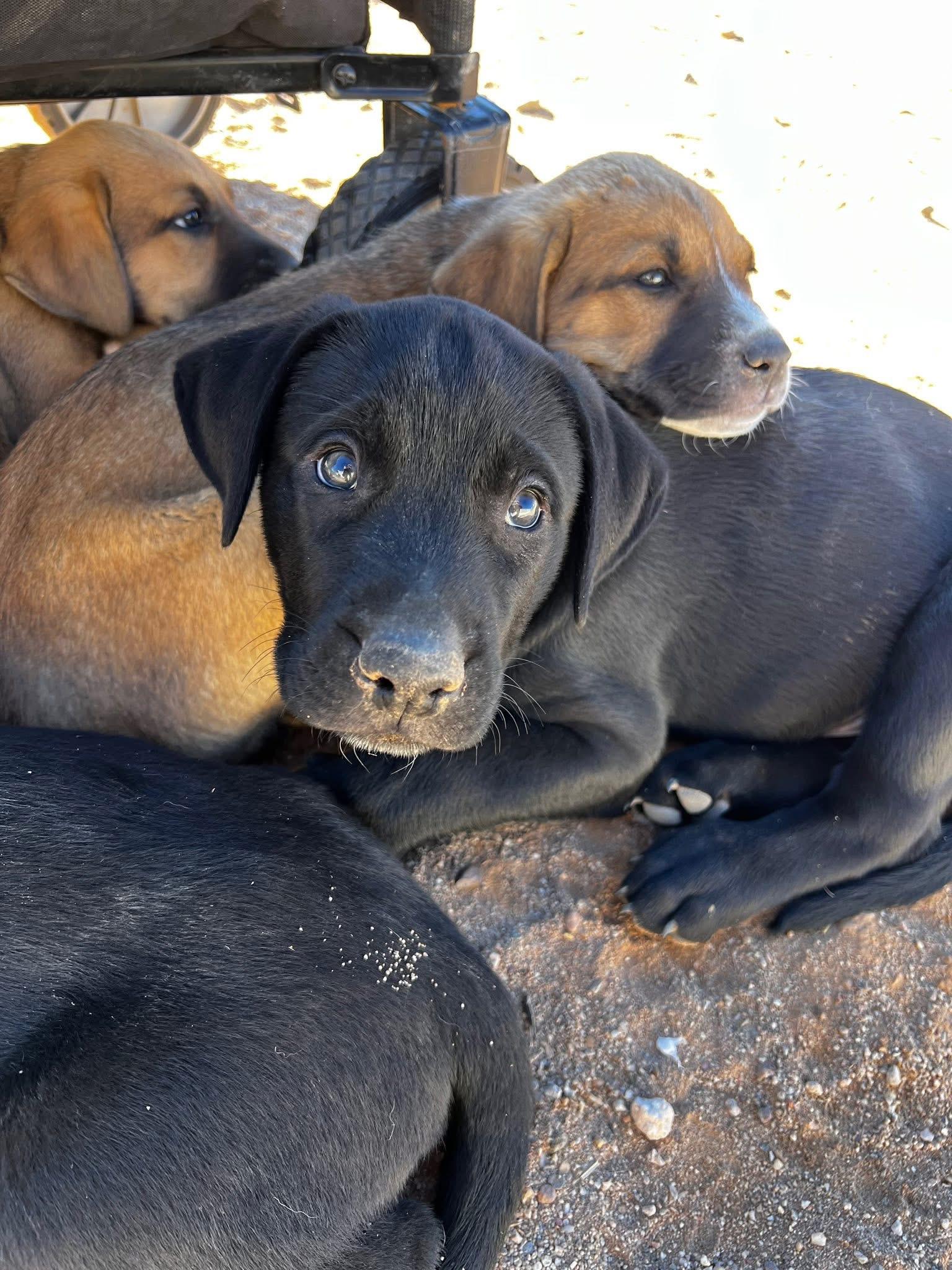 Enlarge Rowan (Eloise’s Litter), a Adopted Anatolian Shepherd in Tucson, AZ image 1/1