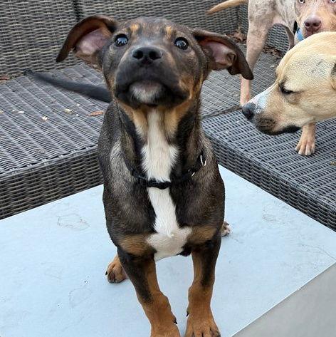 Woody, Adoptable, Young Male Shepherd.
