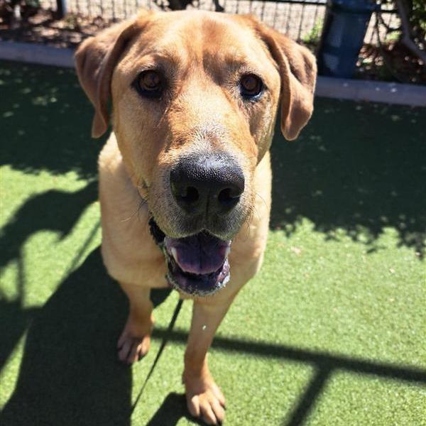 Enlarge Fezzic, a Adoptable mixed breed in Albuquerque, NM image 1/6