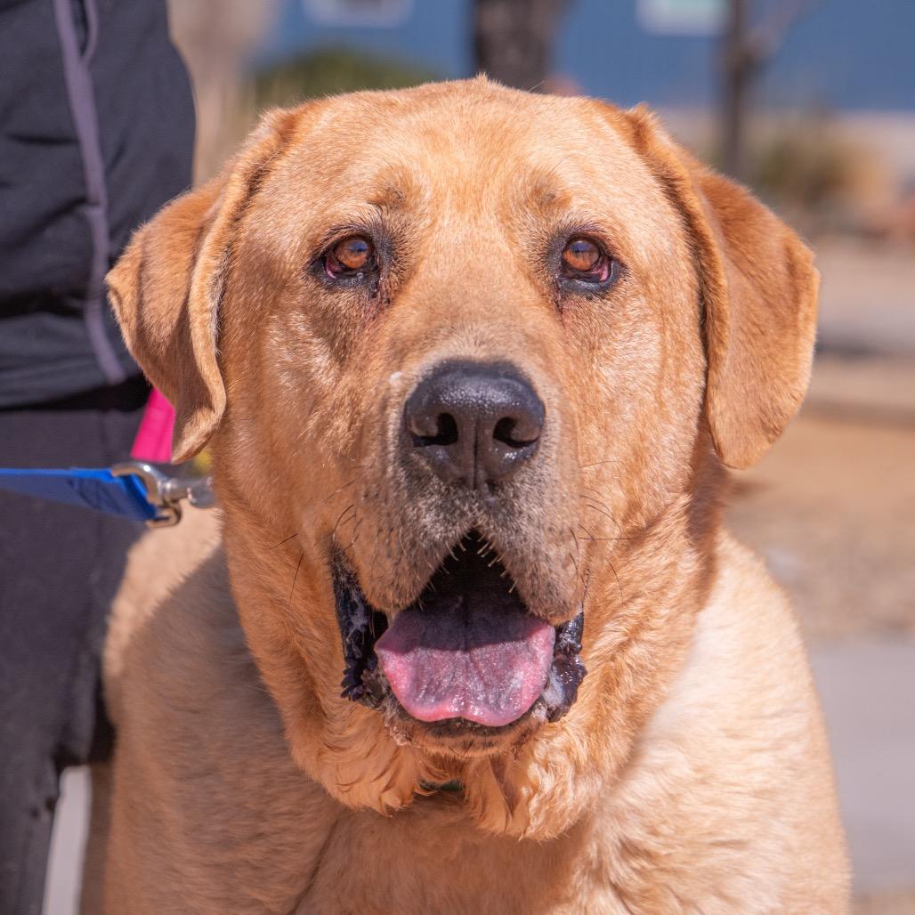 Enlarge Fezzic, a Adoptable mixed breed in Albuquerque, NM image 2/6