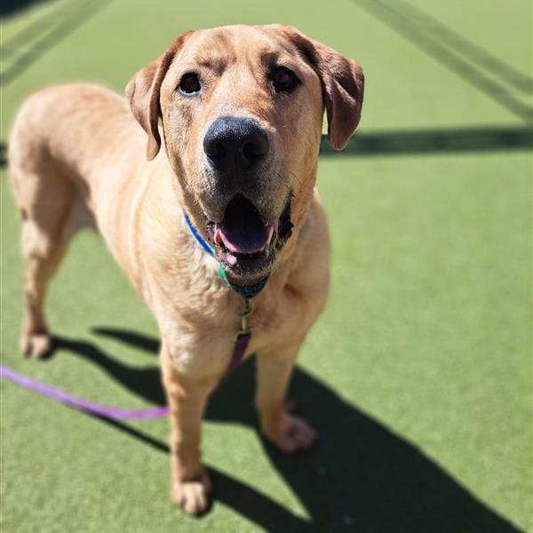 Enlarge Fezzic, a Adoptable mixed breed in Albuquerque, NM image 3/6