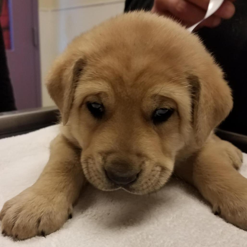 Enlarge Fezzic, a Adoptable mixed breed in Albuquerque, NM image 4/6