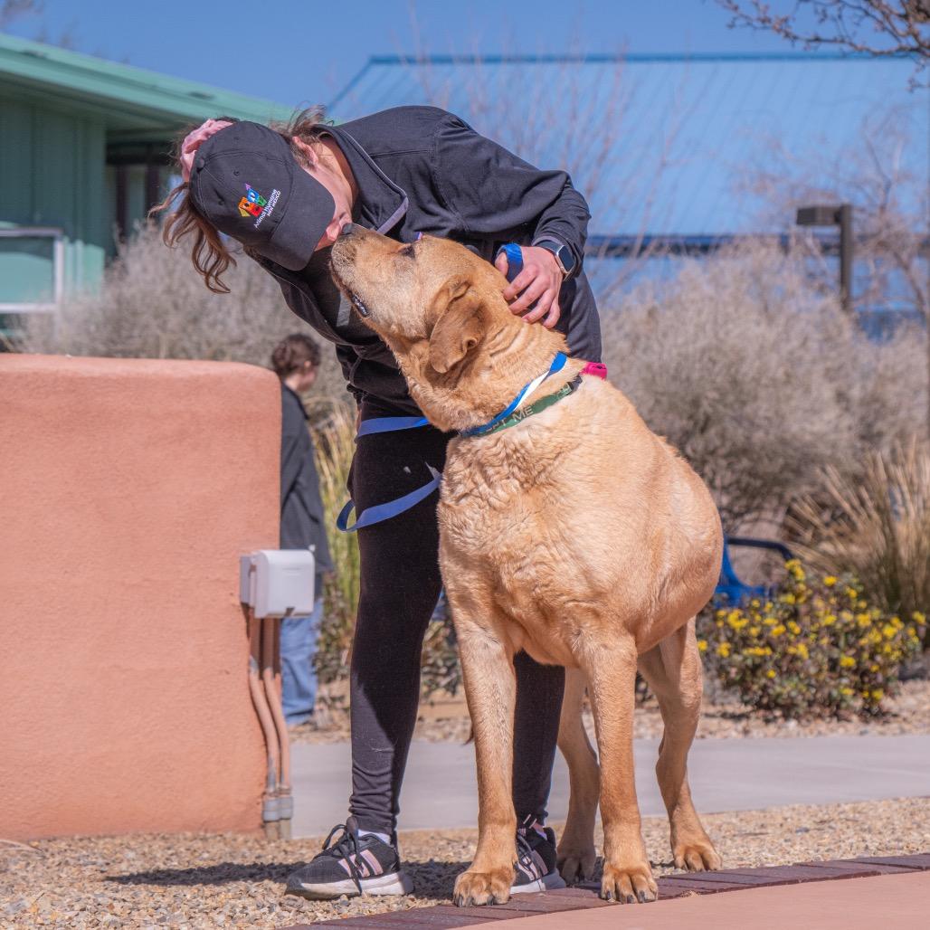 Enlarge Fezzic, a Adoptable mixed breed in Albuquerque, NM image 5/6