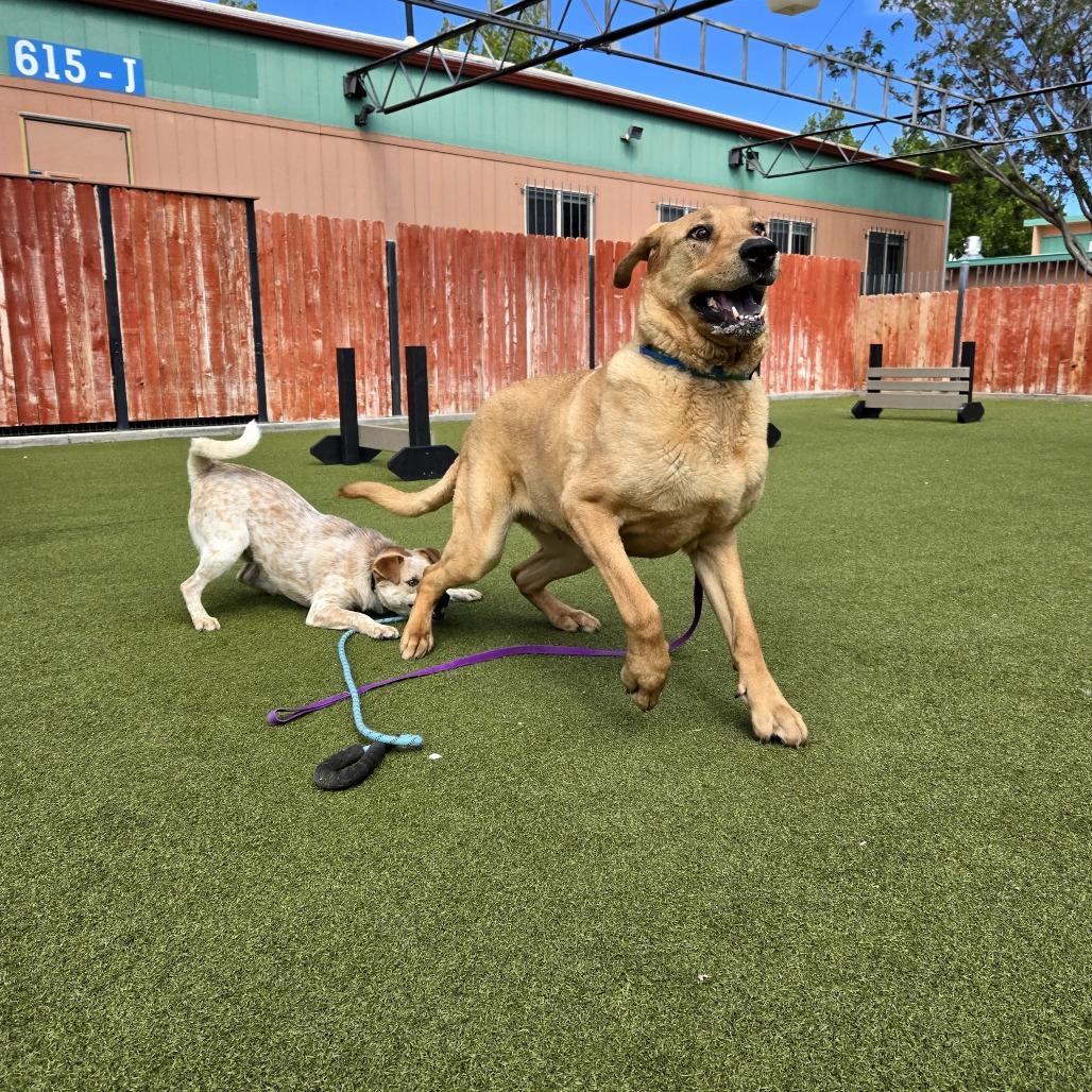 Enlarge Fezzic, a Adoptable mixed breed in Albuquerque, NM image 6/6