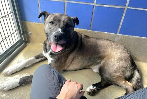 Ilya, Adoptable, Adult Male Mixed Breed & Labradoodle.