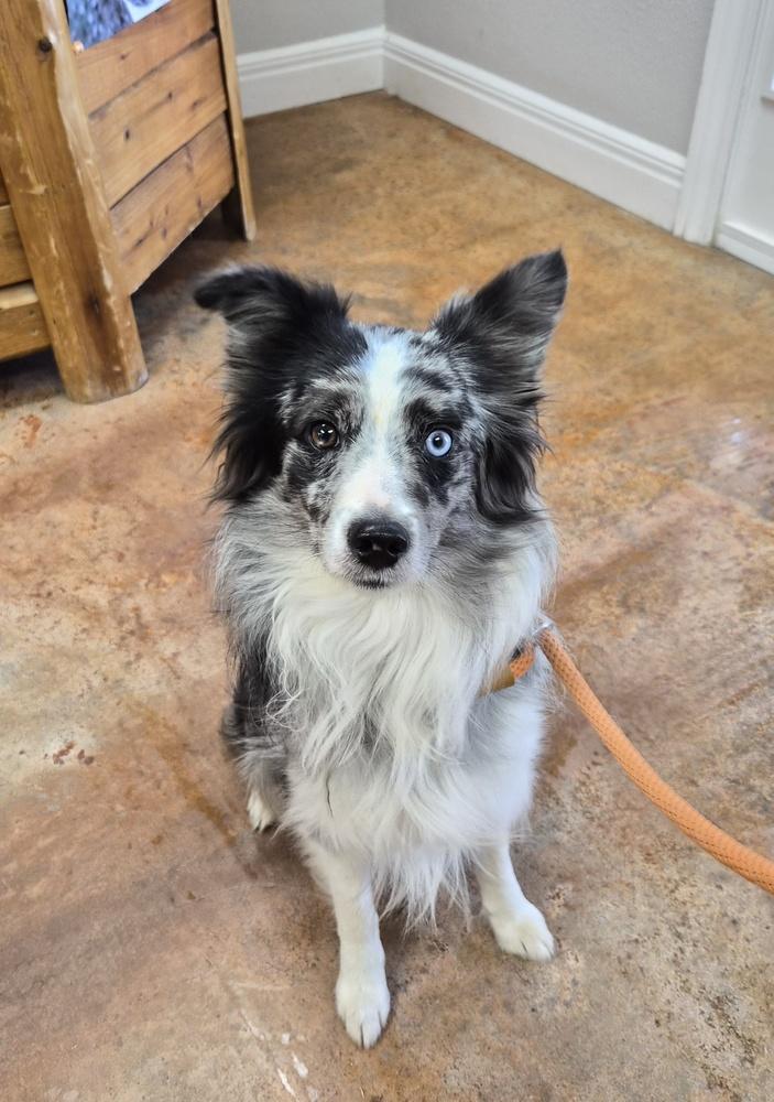 Enlarge Caspian, a Adopted Australian Shepherd in Bolivar, MO image 1/1