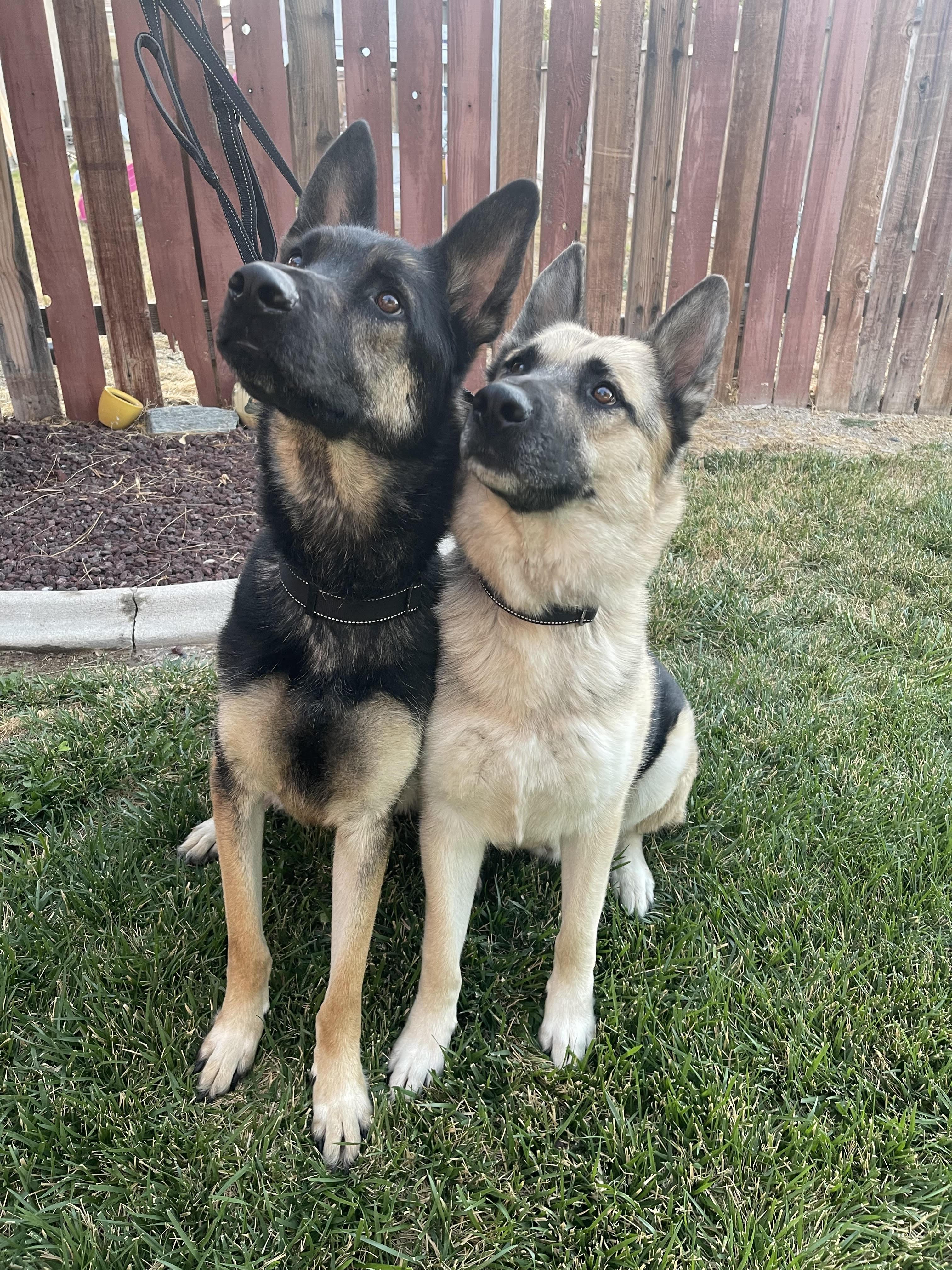 Enlarge Chico (with Bear), a Adoptable German Shepherd Dog in Agua Dulce, CA image 4/6