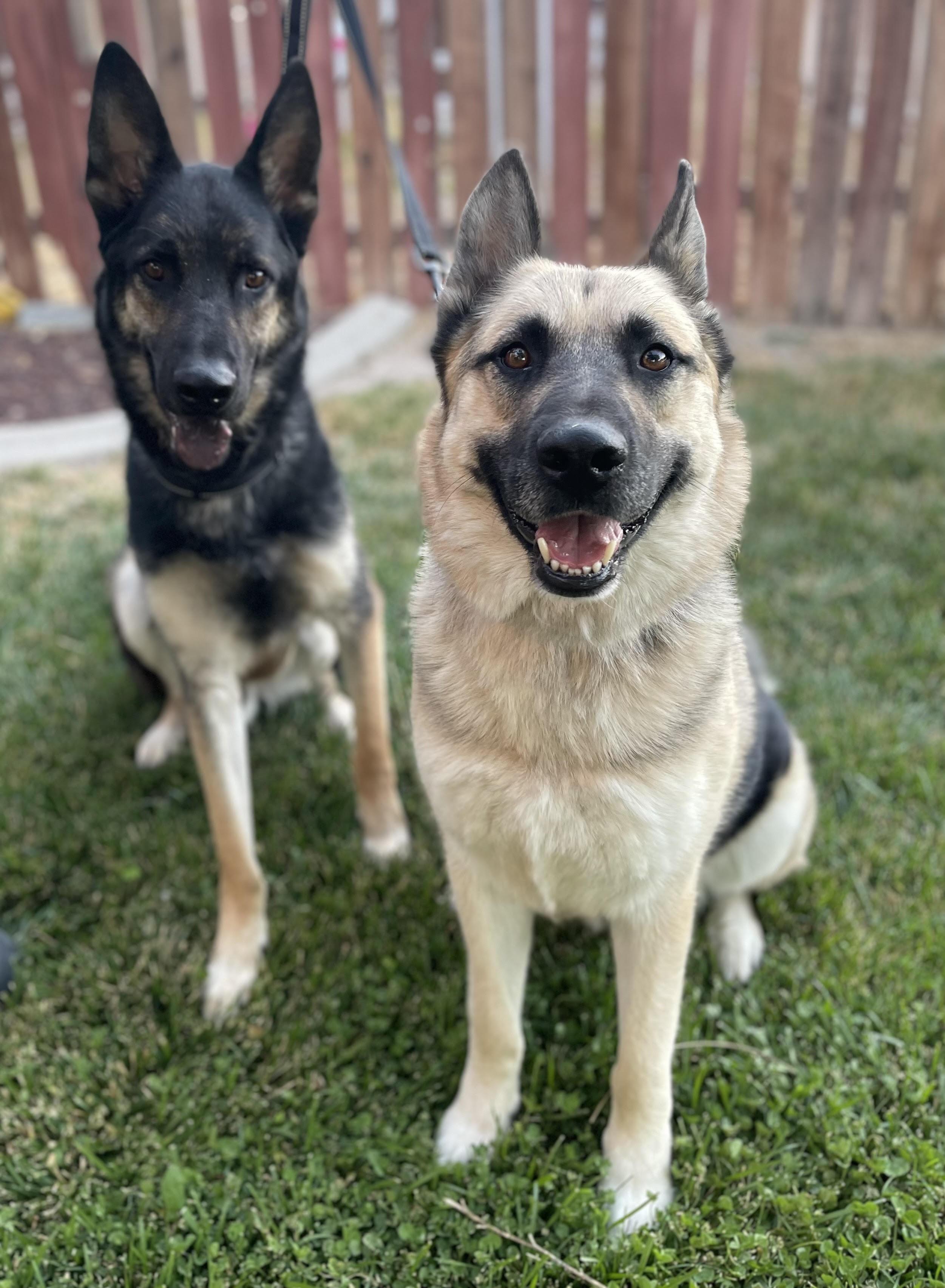 Enlarge Chico (with Bear), a Adoptable German Shepherd Dog in Agua Dulce, CA image 5/6