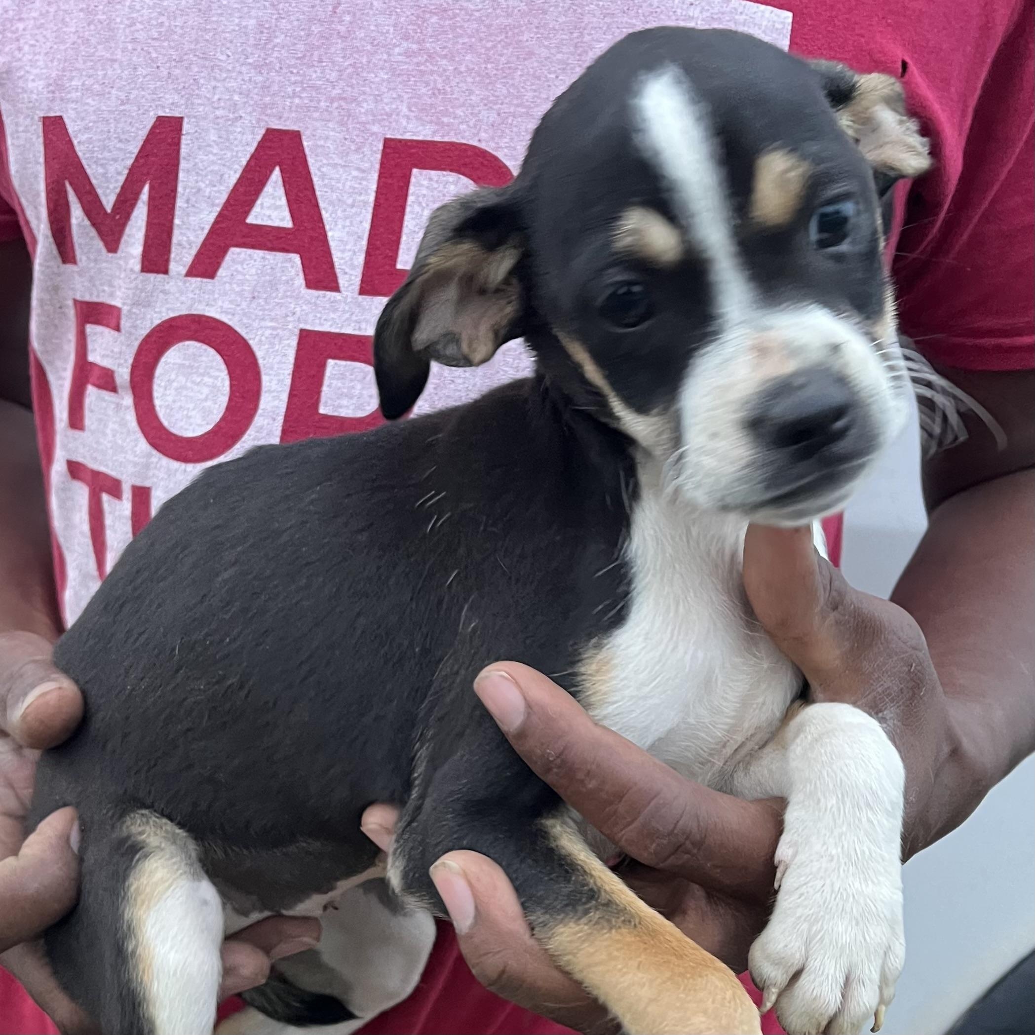Belle - Local March 13-15, adopted, Puppy Female Labrador Retriever.